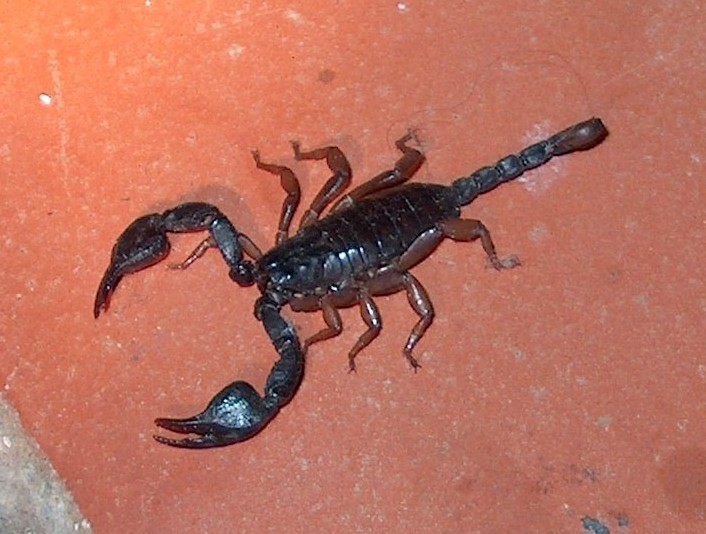 Euscorpius - Scorpione Italiano