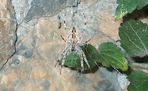 Flora e Fauna della Liguria.