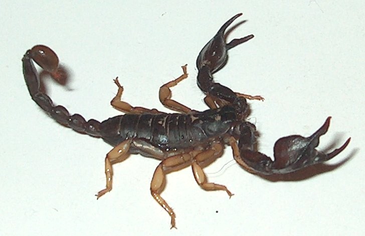 Euscorpius - Scorpione Italiano