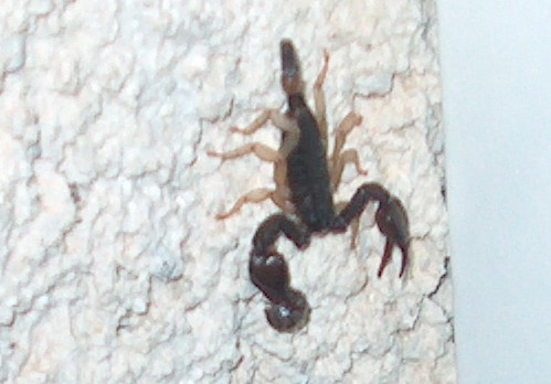 Euscorpius - Scorpione Italiano